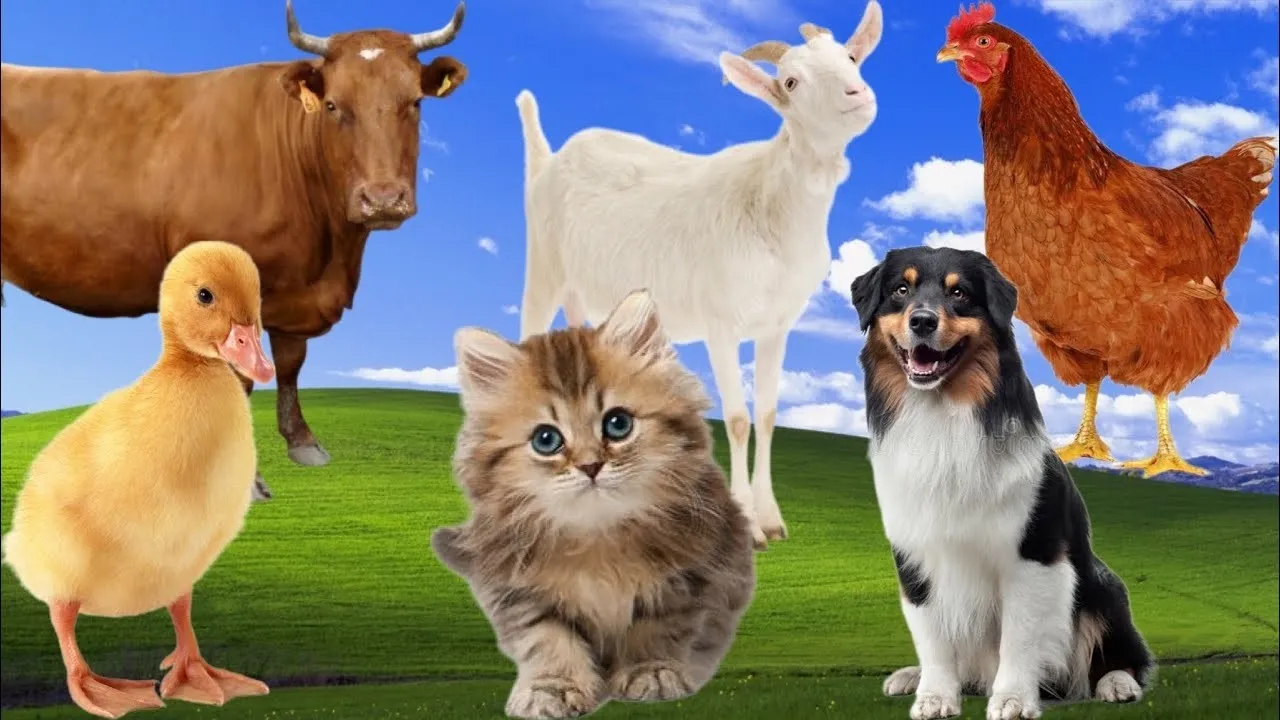Ivermectin and fenbendazole for animals Ivermectin and fenbendazole for animals